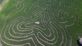 se inauguro en flores el primer laberinto de maiz del uruguay, con mas de 5 mil metros de sendero