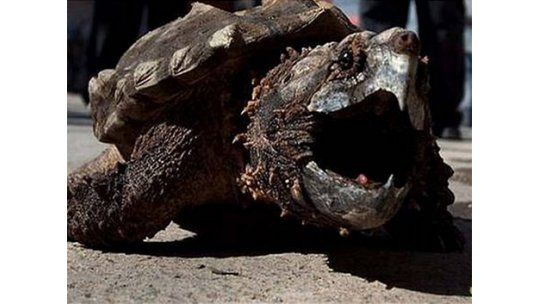 Tortuga mordedora apodada Suárez desata el terror en Alemania