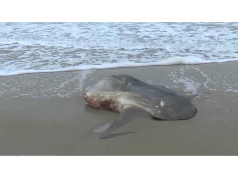 Apareció un “Pez Luna” de más de 200 kg en Rocha