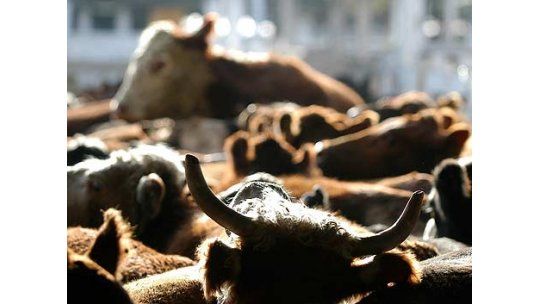 Paraguay sacrificará 819 bovinos tras detectar foco de aftosa