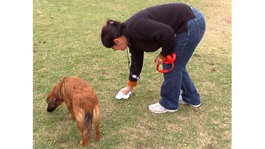 Advertencia: caca de perro puede provocar ceguera en los niños