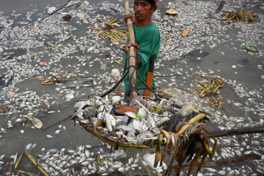 Un trabajador recoge algunos de los miles de peces muertos en Freedom Island, un área protegida para aves migratorias, en Manila.
