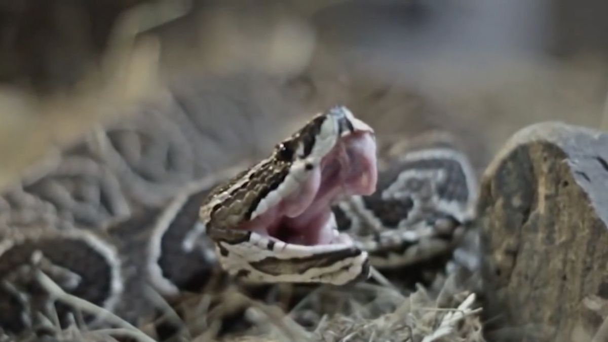 gif de ataque de serpiente