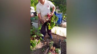 entre gigantes: daniel desbanco a dona ester y cosecho una remolacha de mas de 7 kilos