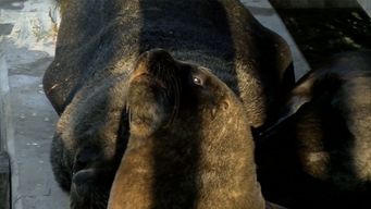 ambiente, mgap y msp aplican medidas sanitarias para contener la gripe aviar en lobos marinos