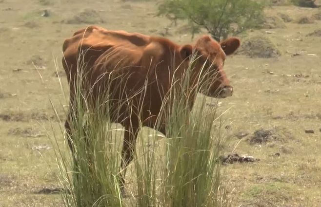 vaca-sequía-aru.jpg