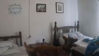 una perra de la policia detecto droga y cerraron dos bocas