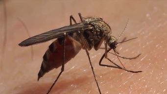 msp confirmo 72 casos de dengue en uruguay, el dia con mayor cantidad de contagios autoctonos