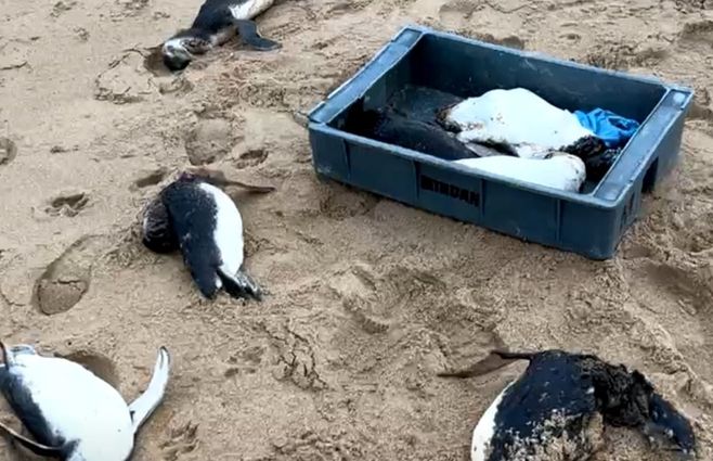 Foto: ONG Richard Tesore, cedida a Subrayado.