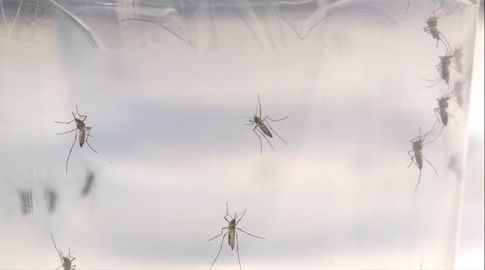 MSP analiza segundo fallecido para saber si fue por dengue y alerta de un brote en Salto