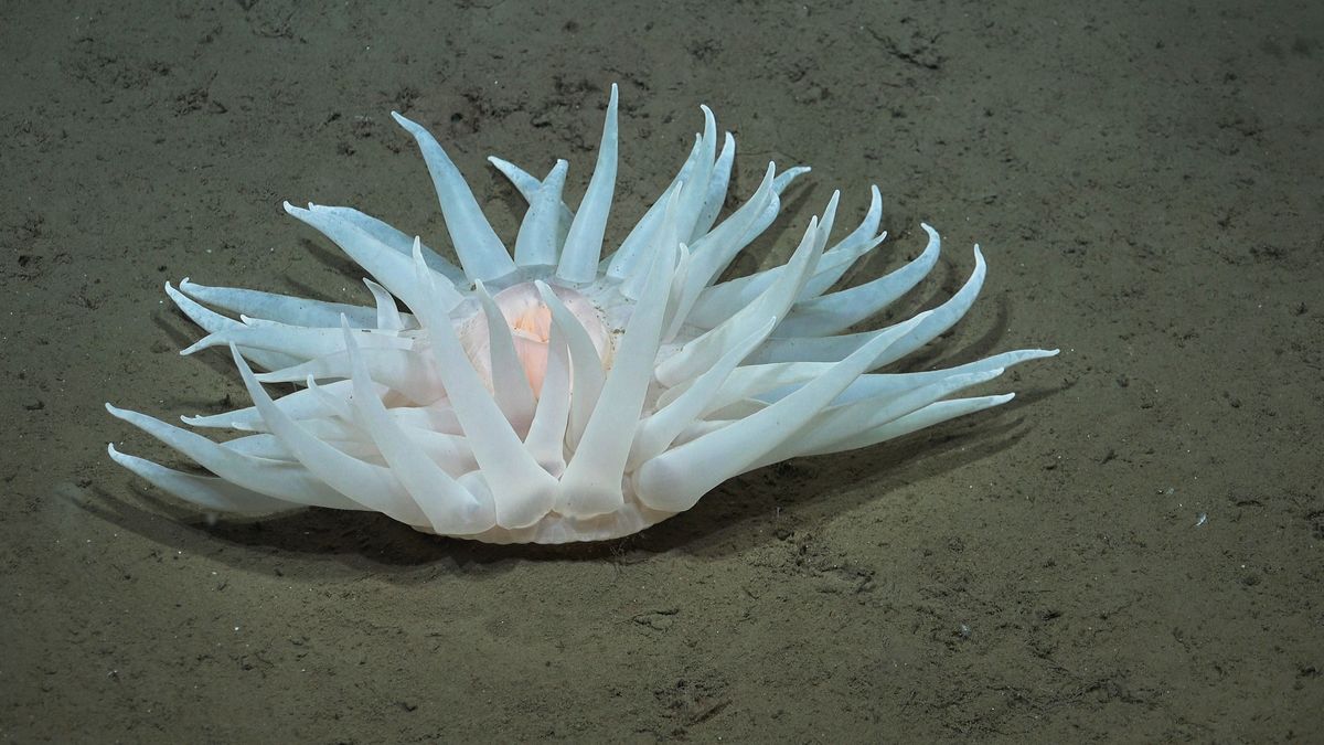 Anemone. Fuente: Schmidt Ocean Institute
