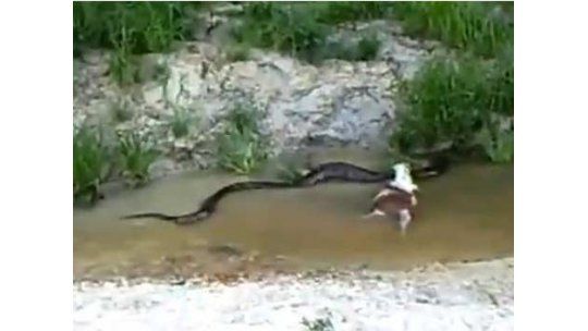 Anaconda se tragó un ternero y lo devolvió entero