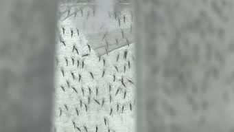 a que se debe el aumento de mosquitos en uruguay y cuales pican mas: la explicacion de un experto