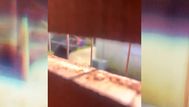Hombre que mató a golpes al gato de su vecina en Santa Lucía fue condenado a 14 meses de libertad a prueba