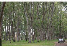 Arde Parque Roosevelt: intendencia da fallo y vecinos protestan