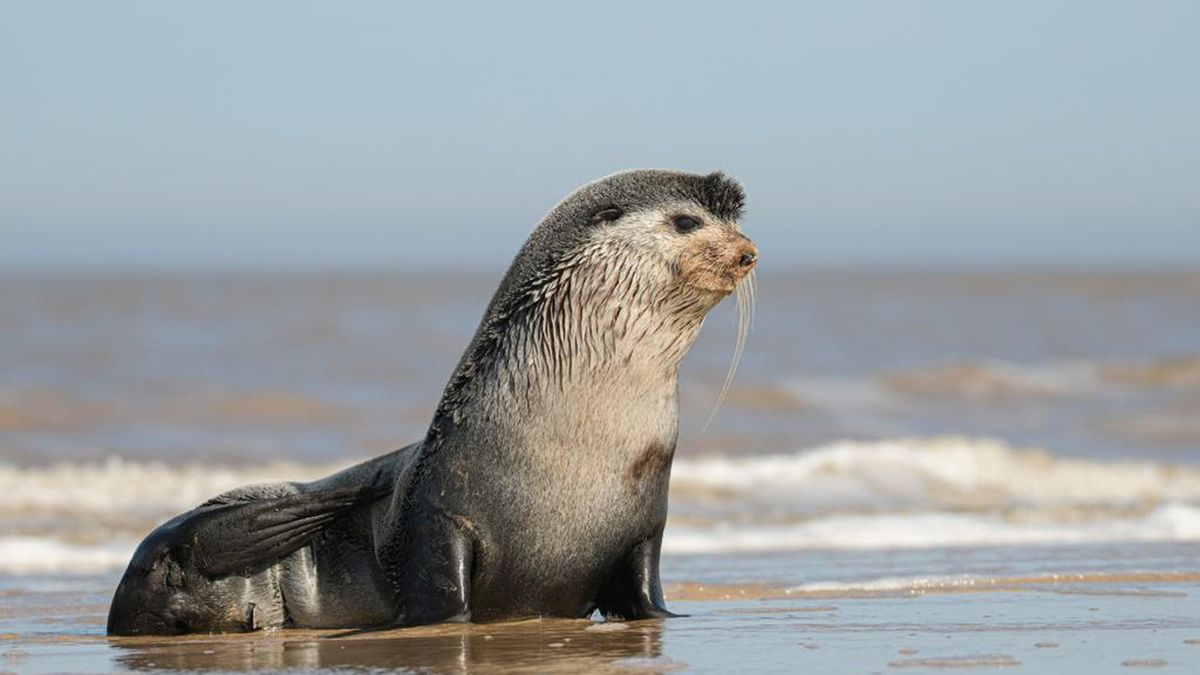 Hallan simpático lobo marino subantártico en playas de Canelones