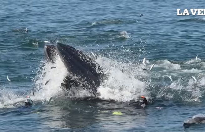 Ballena.jpg