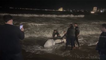 orca varada en punta del este presentaba severa infeccion cerebral y pulmonar, segun informe preliminar
