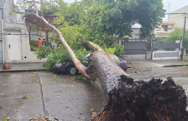arbol-caido-tuyuti-y-garibaldi-casa-auto-temporal-10-enero-26
