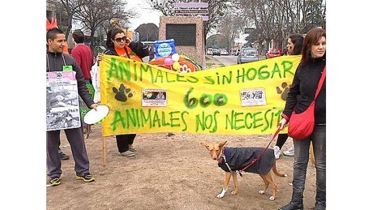Fin de semana de recaudación para ayudar a Animales Sin Hogar
