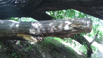 colectivo denuncio tareas de deforestacion en paso del sordo ante el ministerio de ambiente