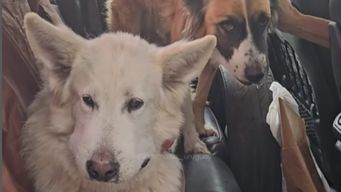 dos perros fueron mordidos por una yarara y lograron salvarlos con un tratamiento a tiempo