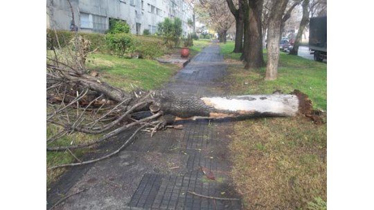 Cayó otro árbol en la vía pública de forma abrupta