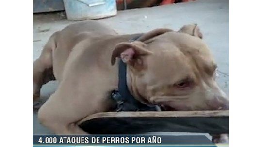 Ataques de perros a niños: causa habitual de ingreso a hospitales