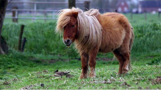pony tn