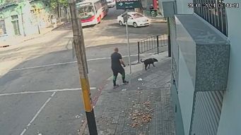paseaba a su perra y por 7 segundos no fue atropellado por un camion que se subio a la vereda