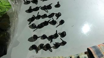 operativo de guardia republicana por disparos en villa espanola termino con un detenido por drogas