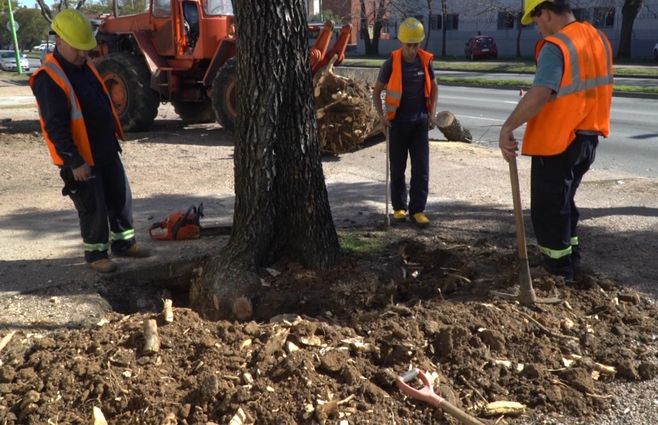 arbol-extraccion-intendencia-montevideo-arbolado-renovacion.jpg