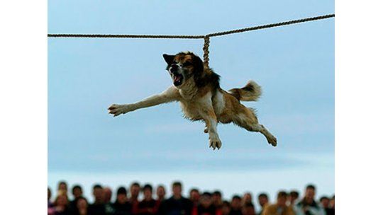 Maltrato animal: buscan prohibir el giro del perro en Bulgaria