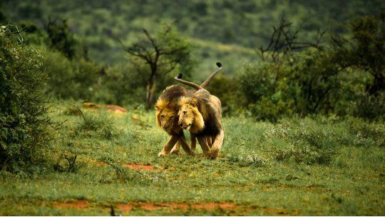 leones