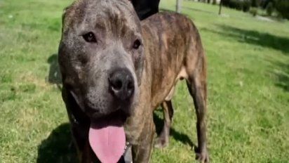 una mujer de 74 anos esta en el cti tras ser mordida por su perro pitbull