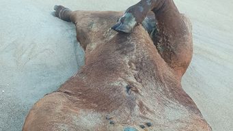 mgap analiza procedencia de vacunos hallados muertos en la playa de punta rubia, en rocha