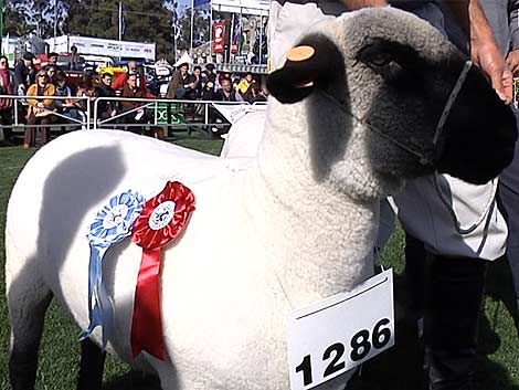 El Prado premió a los mejores ejemplares de ovinos y porcinos