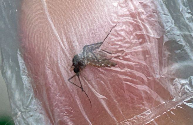 La ministra Karina Rando alertó del aumento de casos de dengue en Uruguay.