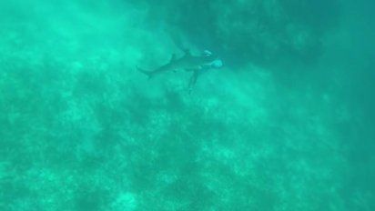 el aterrador momento en que un tiburon le mordio la cabeza a un pescador