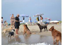 La increíble playa para perros de Roma con sombrilla y seguridad