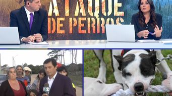perros pitbull: vecinos aseguran que los ataques ocurren desde hace mas de un ano en rocha