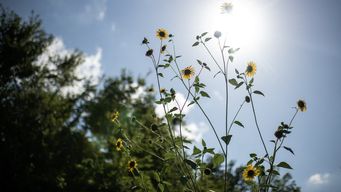 fin de semana con ola de calor: comienza el domingo y nubel cisneros anuncia tardes agobiantes