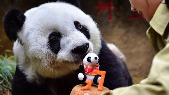 panda