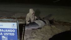 Delfines varados en Colonia.