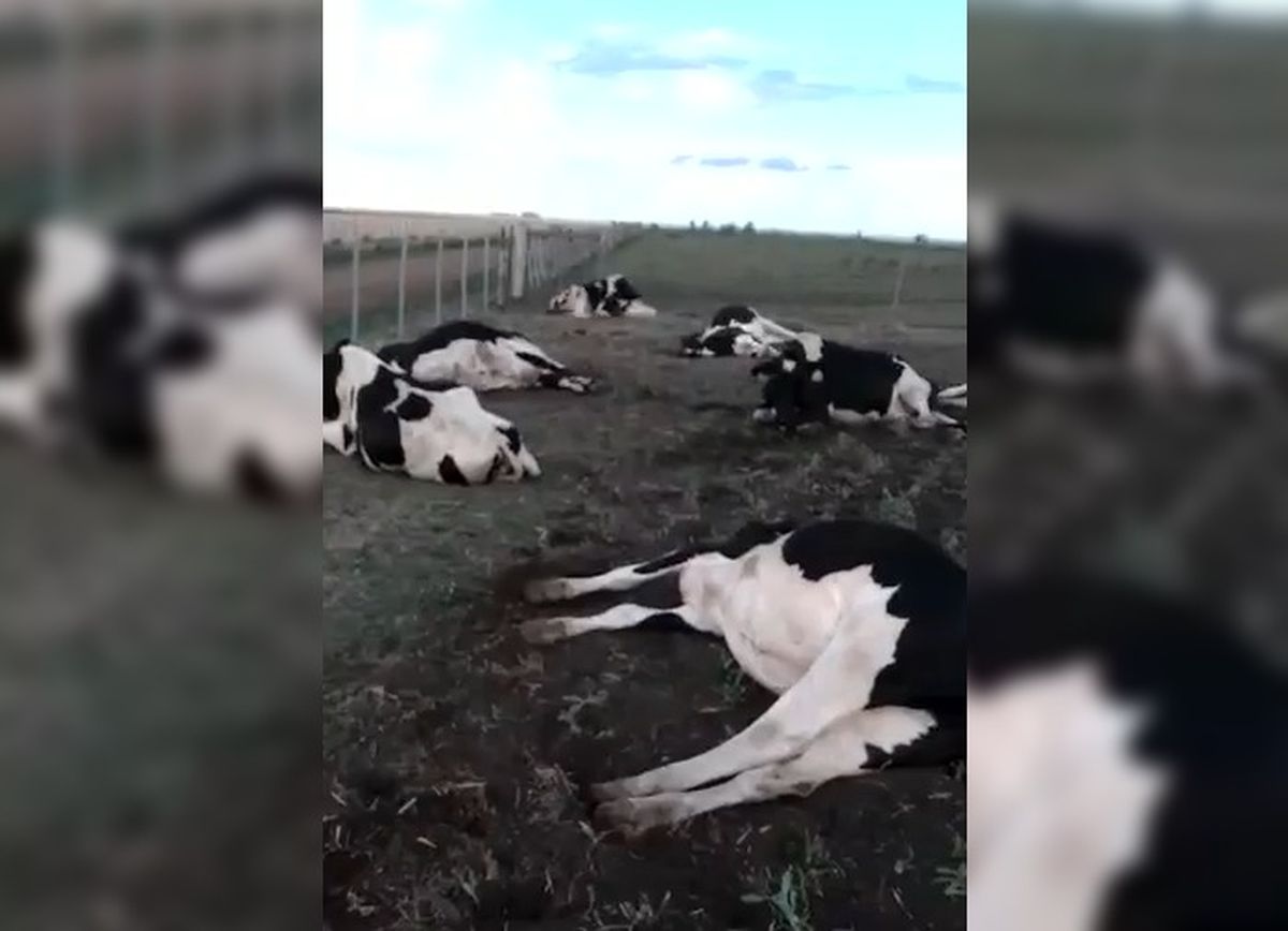 las vacas matan perros