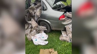incautacion de marihuana en salto: la droga fue robada de deposito de una empresa de cannabis industrial