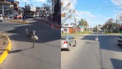 un nandu suelto por las calles causo sorpresa y conmocion en las piedras