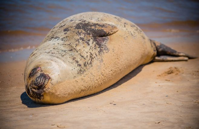 Foto cedida a Subrayado. Elefanta marina en Costa Azul, Canelones.