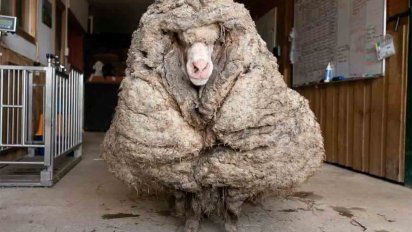 una oveja australiana fue despojada de 35 kilogramos de pelaje