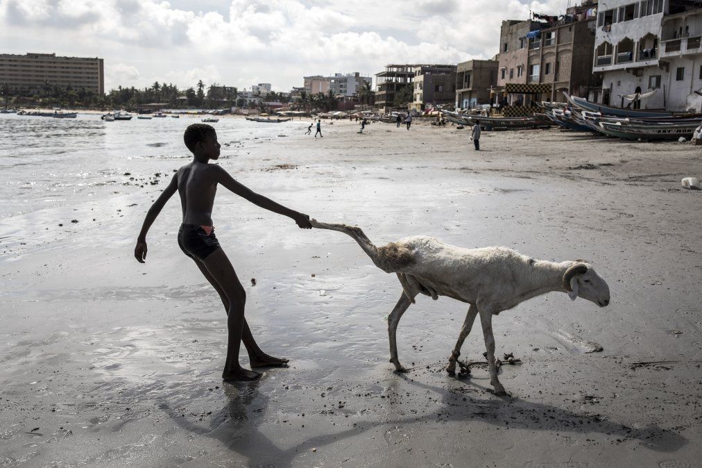 Un joven criador arrastra una de sus ovejas hacia el mar para limpiarla en Dakar
